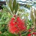 Callistemon rigidus fleur P10 P19